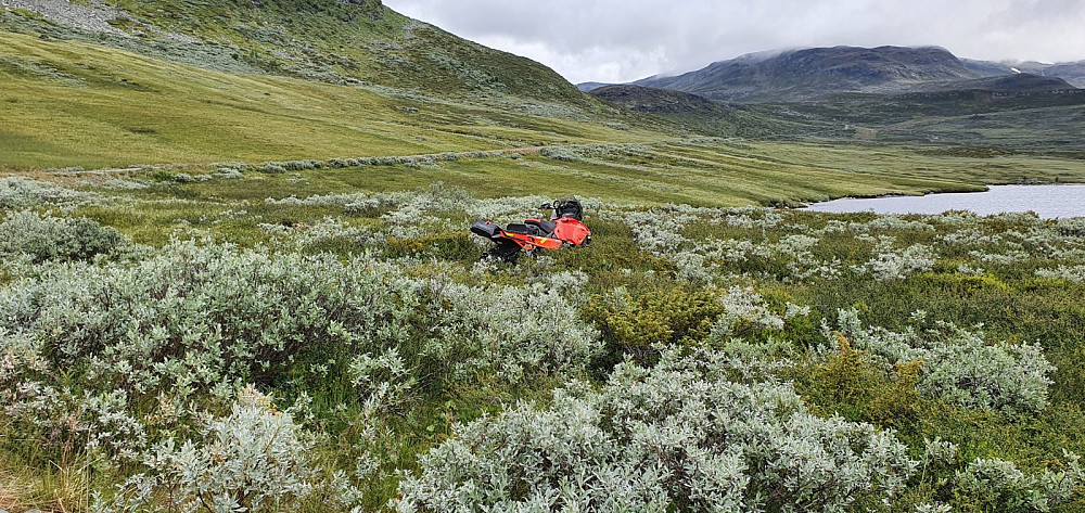 Er det Filefjell Tamreinlag som bare lar scooteren stå ute i lyngen over sommeren?