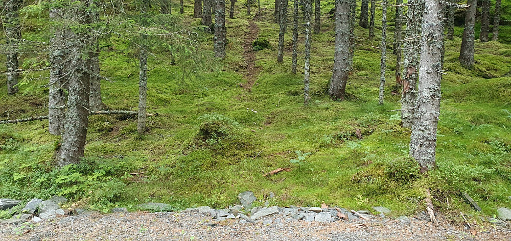 Her gikk det av en sti i riktig retning, men det var et virvar av stier og tråkk her oppe, så det ble mest å finne sitt eget råk.