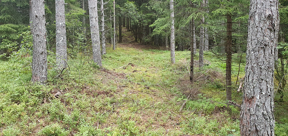 Stedvis lett å gå i skogen mot toppen
