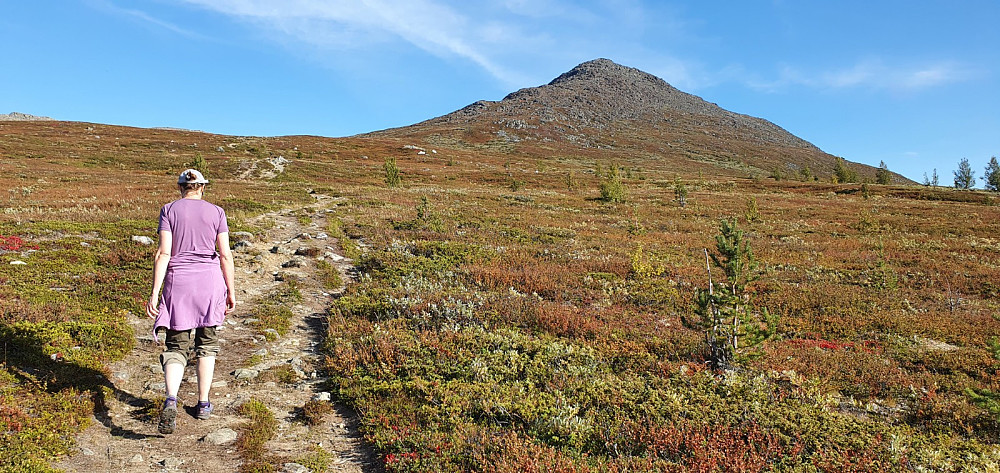 GO ble med opp til fjellet, men snudde der det blir bratt. Været var utrolig fint i kveld