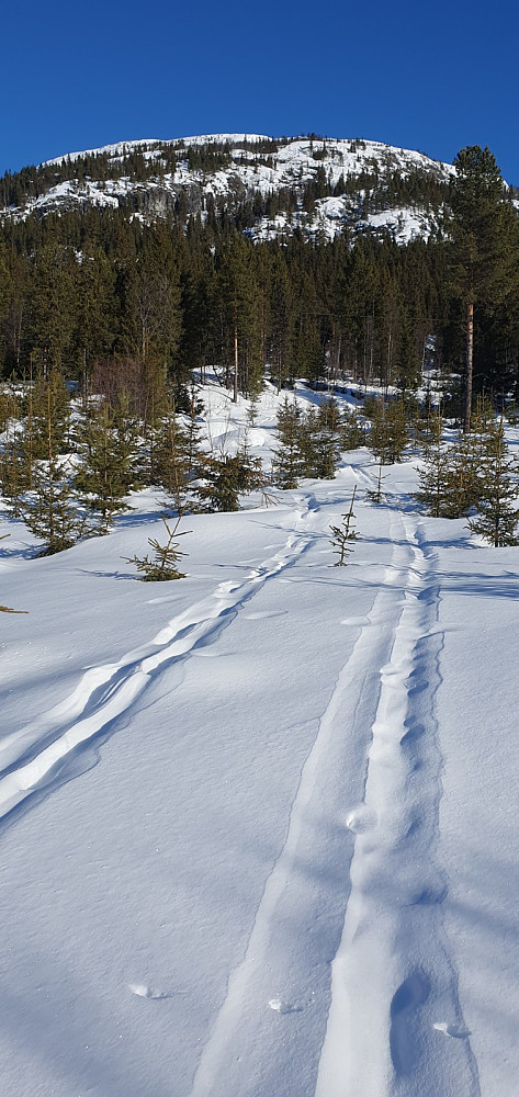 Flott vær og ikke så mye vind i det jeg krysset veien og satte kursen opp mot løypene litt ovenfor veien