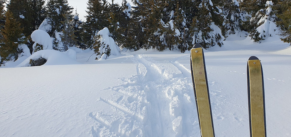 I skogen lå all snøen som var blåst ned fra fjellet. Da var det greit sette på feller.