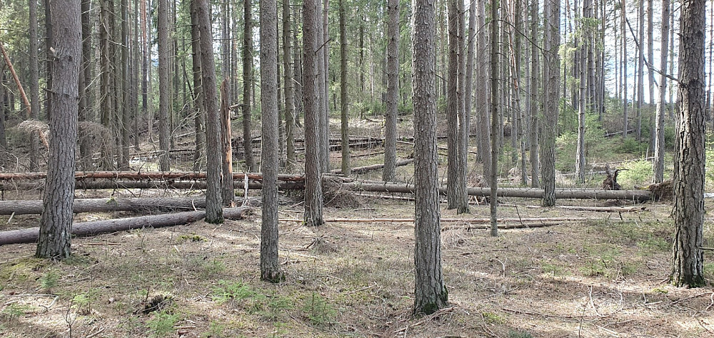 Ikke alle steder det egner seg for sykling i skogen