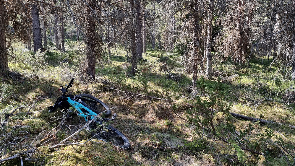 Jeg satte igjen sykkelen og tok beina fatt opp på Langtjønnhaugen. Jeg så siden at jeg kunne ha syklet opp stien på nordsiden