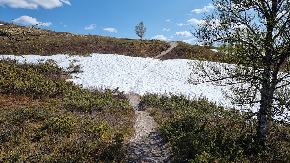 Etter å ha rotet litt med å finne stien mot Sukkertoppen var jeg i godt driv når jeg kom til denne snøfonna. Her måtte jeg trille sykkelen over snøen