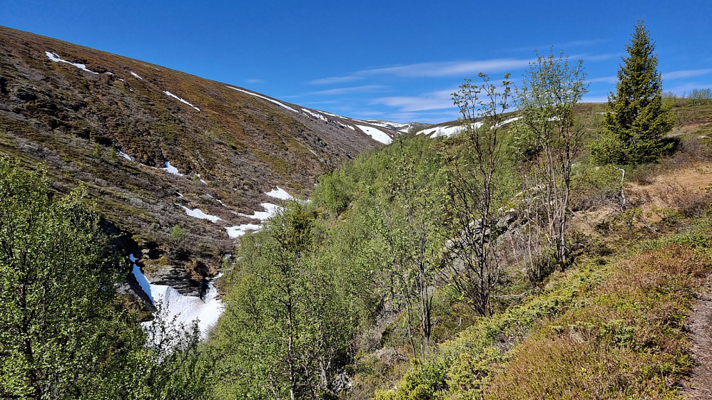 Stien gikk på nordsiden av denne bekken, som har grav ut en skikkelig dyp bekkedal