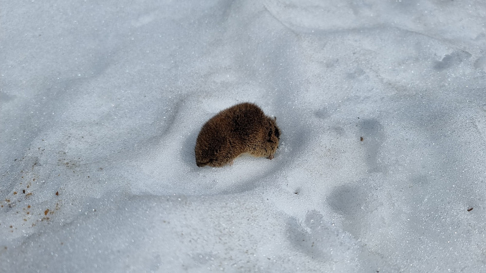 Det var ikke alle som kom levende fra kryssingene av snøfonnene i dag.