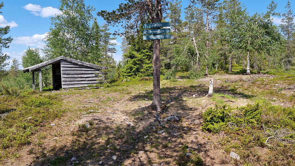 Lavo ved stien jeg fulgte