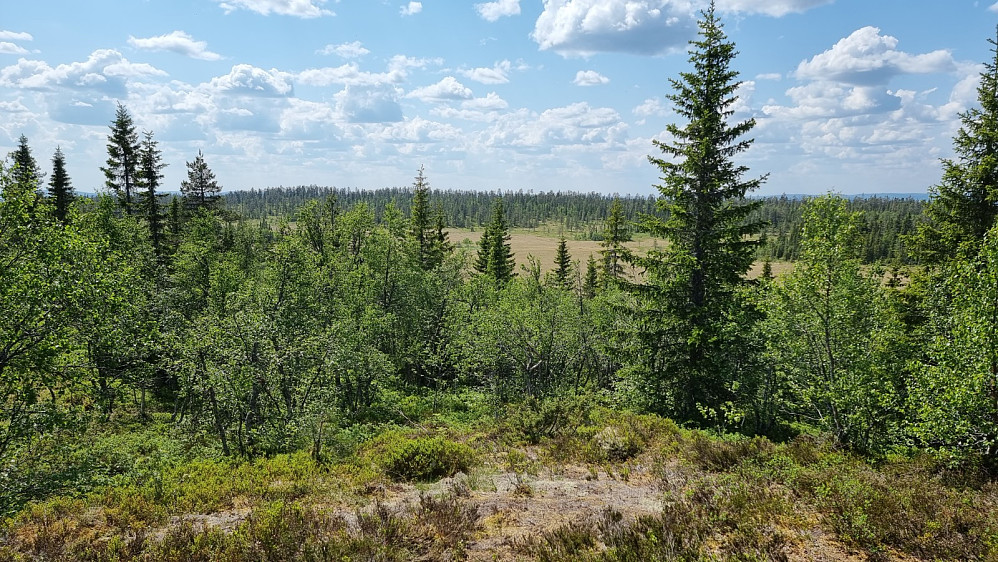 Litt utsyn var det fra toppen, men ikke annet å se enn myr og skog