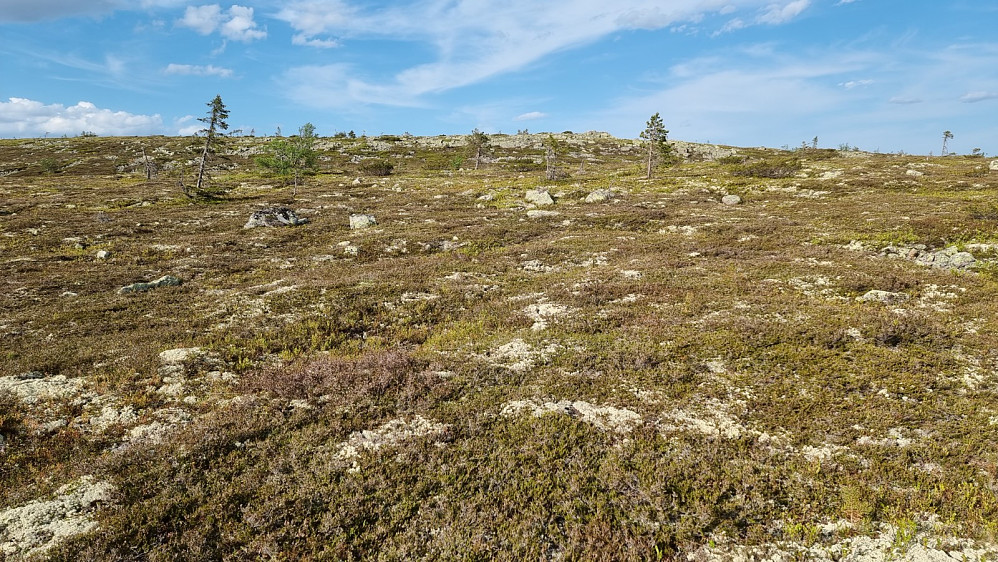 Oppe på fjellet var skogen og myggen et tilbakelagt kapitel, og nå hadde jeg flott utsyn
