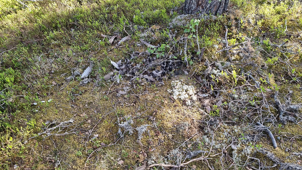Her hadde en skogsdue møtt sin skjebne