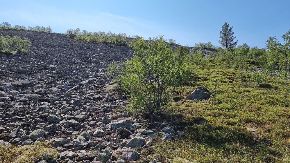 jeg fant et tråkk jeg kunne følge et stykke opp fjellsiden
