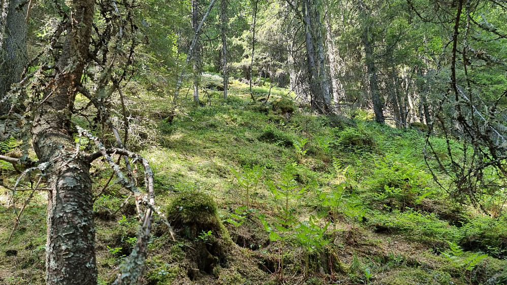 Myk skogbunn, bratt fjellside, varmt vær og masse mygg gjorde dette til en tøff start