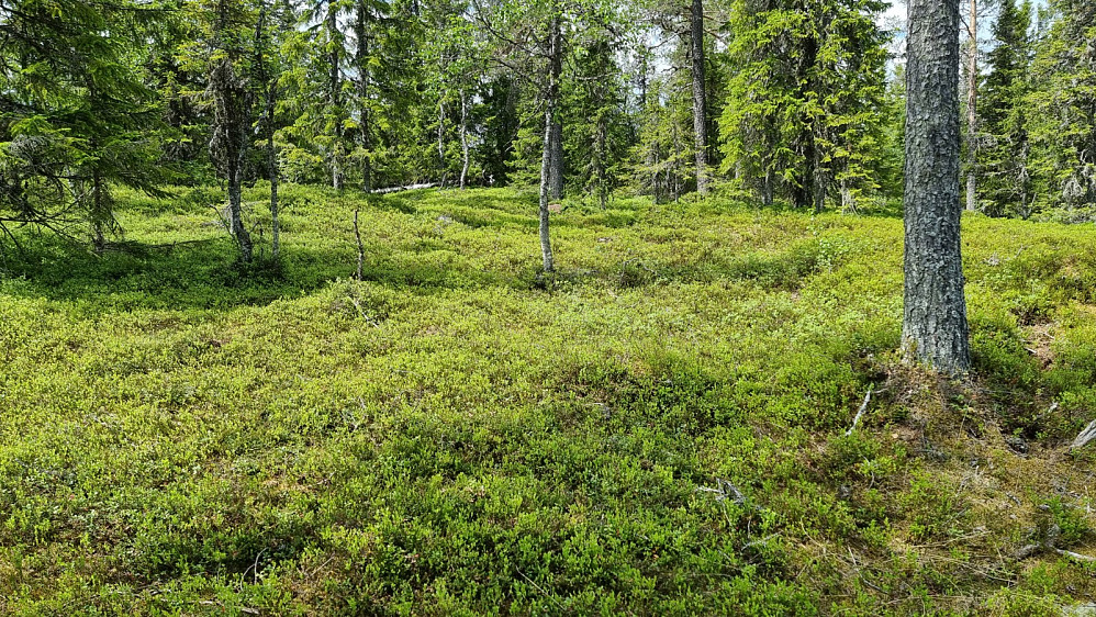 Oppe på fjellet var det flatt, men tungt å gå i lyngen