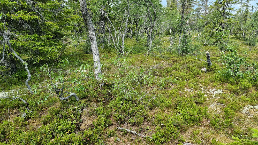 Her et sted er høyeste punkt]
[[image:NJK500_20230616_648c663d6134c.jpg|Ekker her?