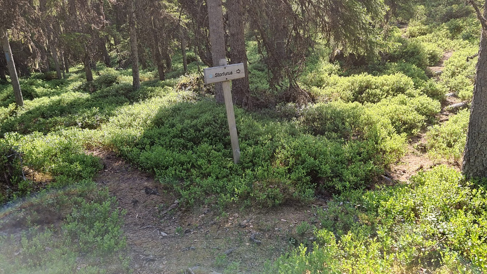 Litt oppe i skogen var det skiltet mot Storfurua, men jeg droppet den og holdt til venstre