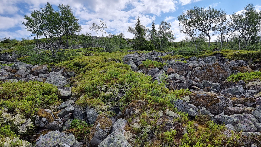 Da bar det videre opp steinura, uten sti, mot fjellet