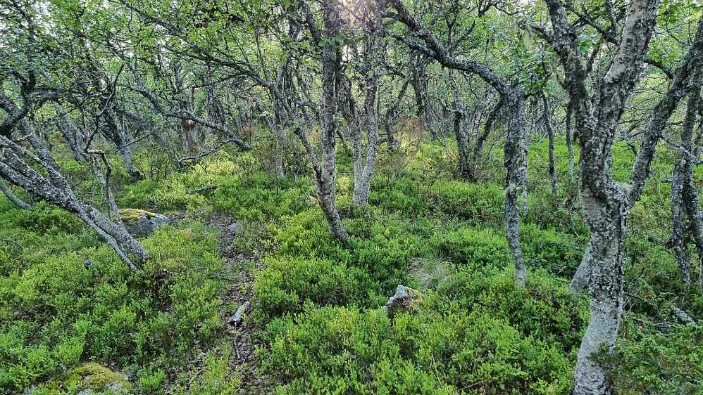 Her et sted er høyeste punkt. Ikke mye til topp dette, men da har jeg vært her også