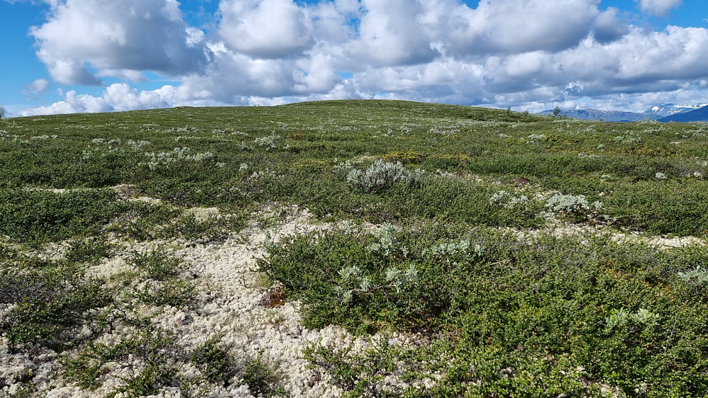 Det gikk ingen sti opp på Rundhaugen, men det var ikke langt fra stien og opp til høyeste punkt
