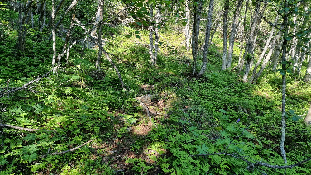 Jeg fulgte stien tilbake til veien, og tok der av på Jakobsstige, som var en bratt og lite brukt sti opp mot selve Feforkampen