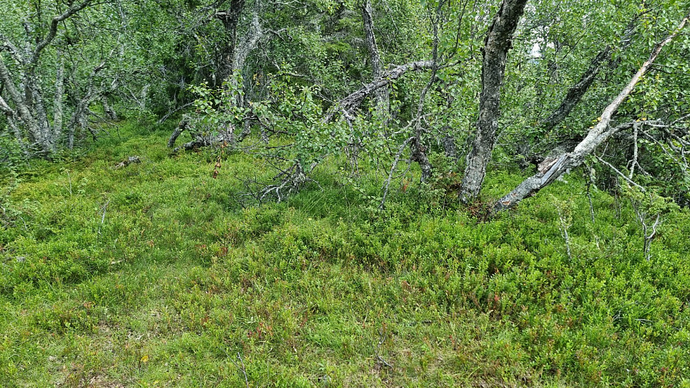 På toppen var det verken markering eller sti