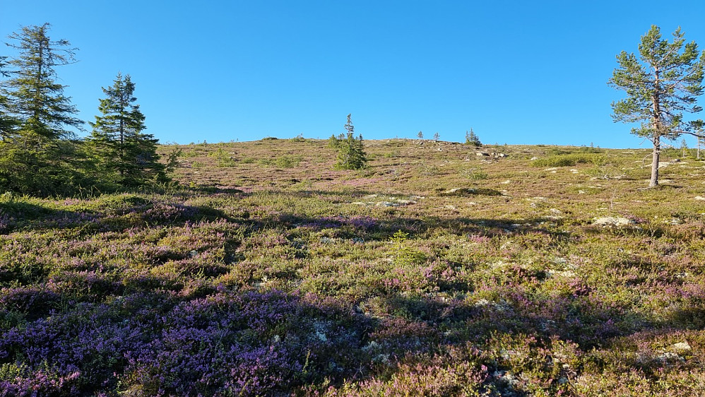 Jeg tok av stien i tregrensa og fant mitt eget råk videre opptil toppen