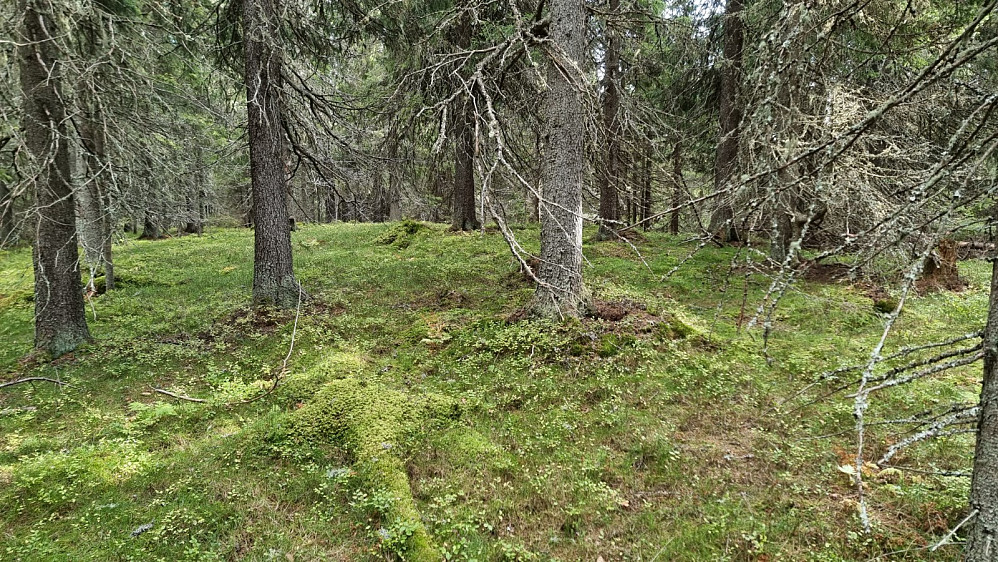 Høyeste punkt på Høgsvelia