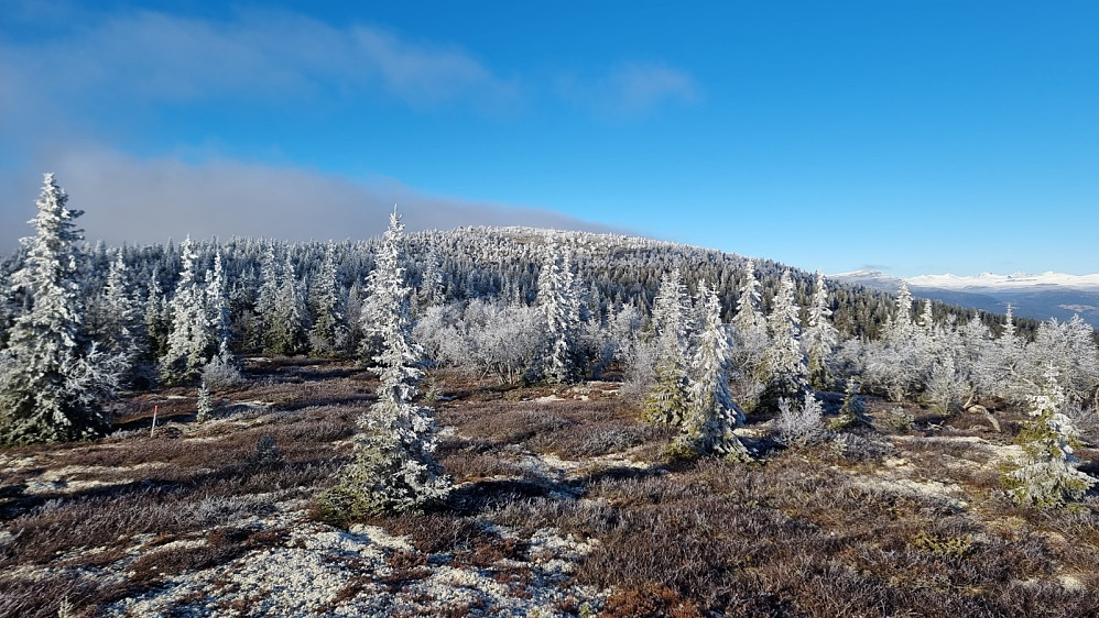 Fra Ommundlikampen og opp mot Raudhaugen