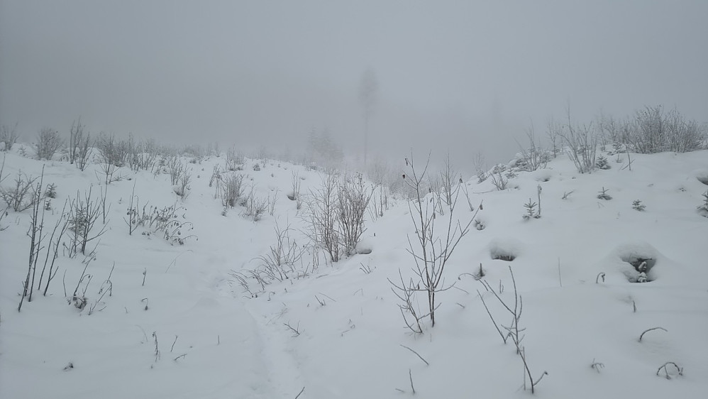 Tåka lå tjukk når jeg gikk opp stien gjennom hogstfeltet. Tungt å gå i snøen på bare delvis opptråkket sti