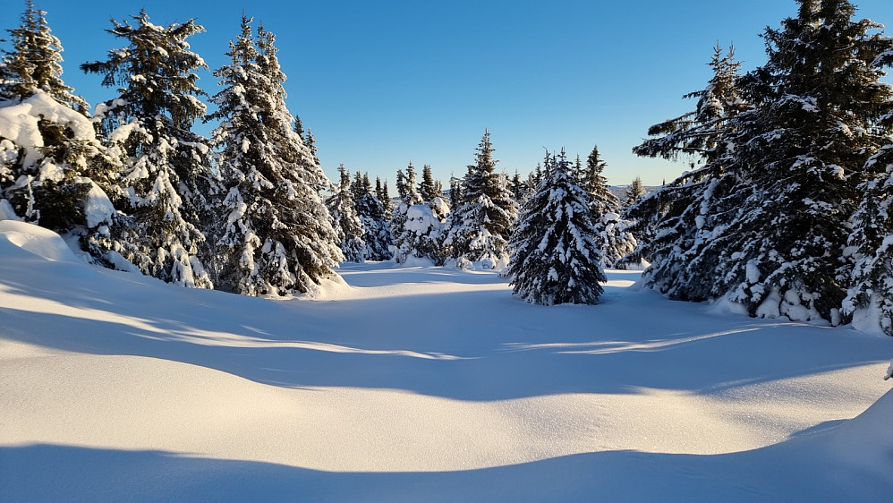 På returen tok jeg mitt eget råk gjennom den flotte vinterskogen. Godt å være på tur når det er slike forhold