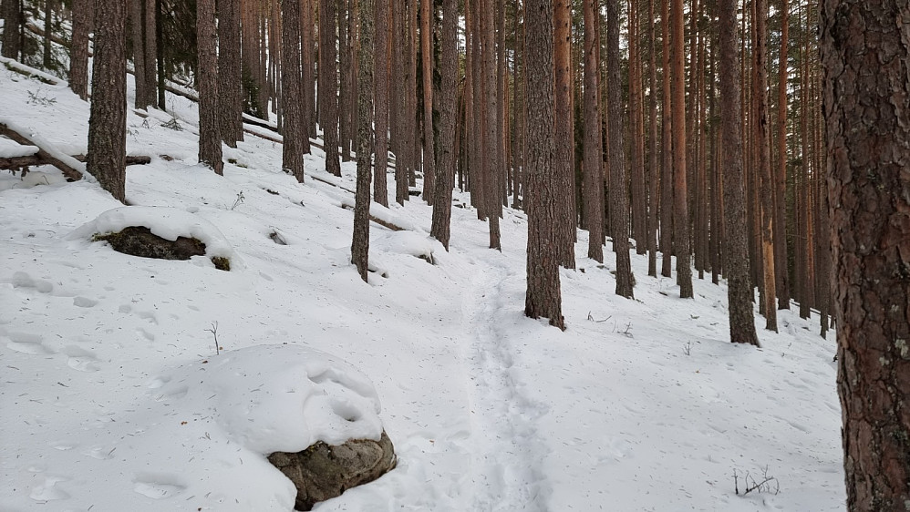 Etter et stikryss i hogstfeltet var stien vesentlig mindre brukt i vinter