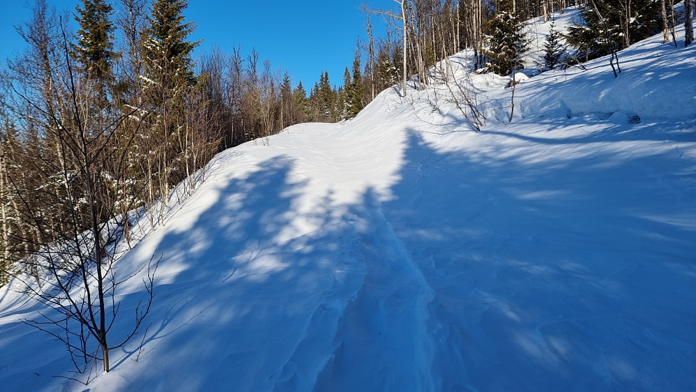 Hit hadde jeg tråkket opp med truger i går kveld. Den siste biten opp snarveien gjennom skogen krevde litt innsats i den dype og løse snøen, men da gikk det desto lettere i dag