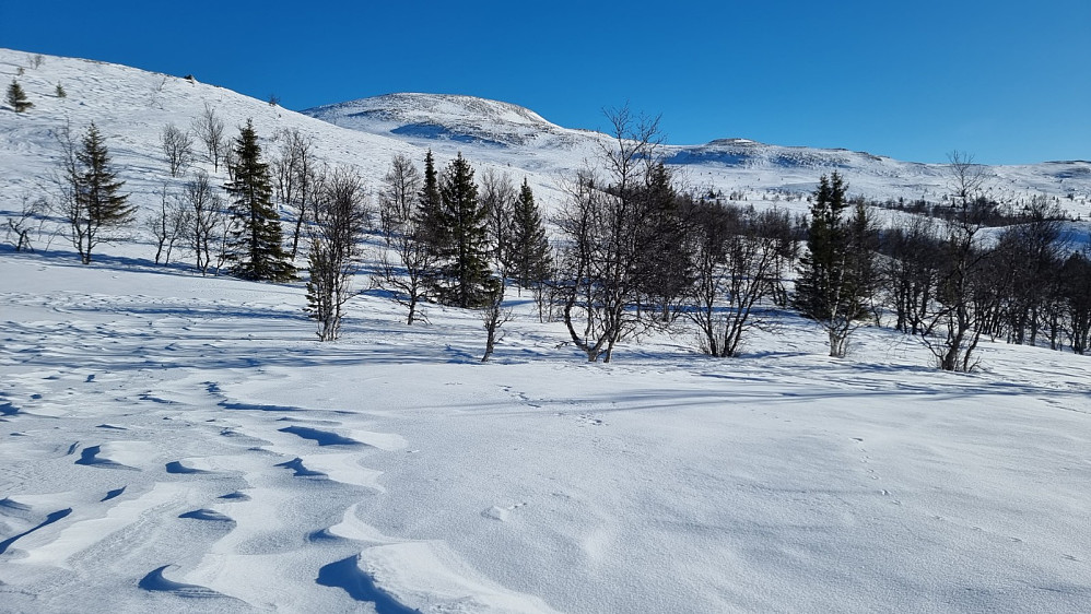 Som vanlig var mesteparten av snøen på Søre Gråhøa blåst bort