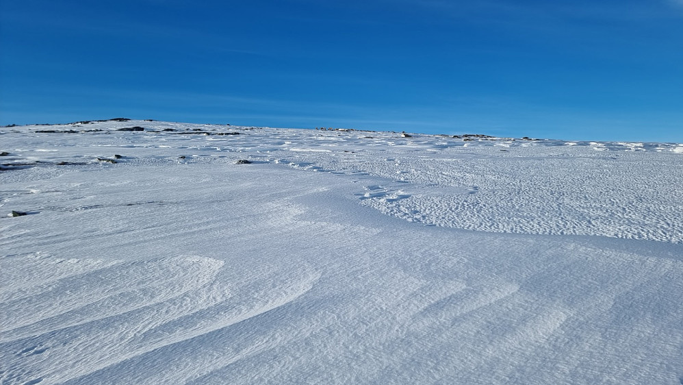 På tur opp Gråfjell gikk vi på en gjeng med reinsdyr. De tok det med ro, så de var vant til folk