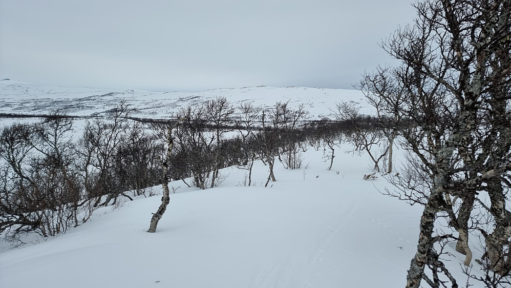 Over mot Ondusfjellet. Det fristet, men vi hadde avtalt at vi ikke skulle bli så lenge borte. Dessuten blåste det opp, så det ble friske forhold på returen