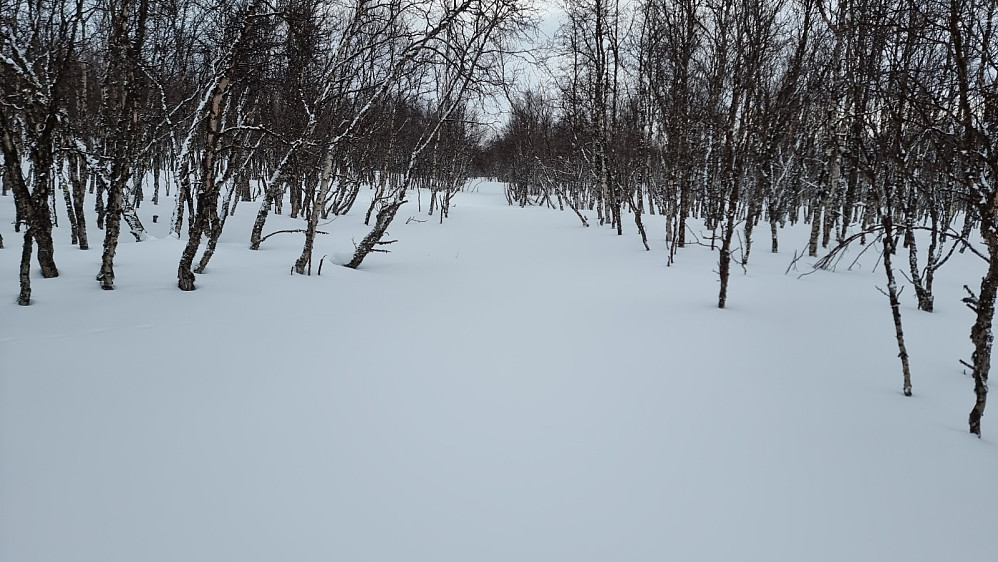 Urørt snø innover skogen