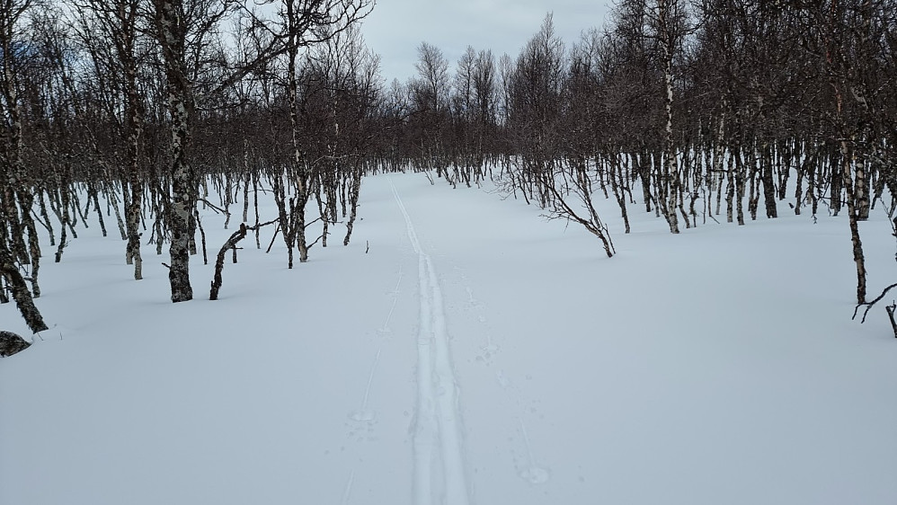 Tilbakeblikk på sporet mitt. Snøen bar bra