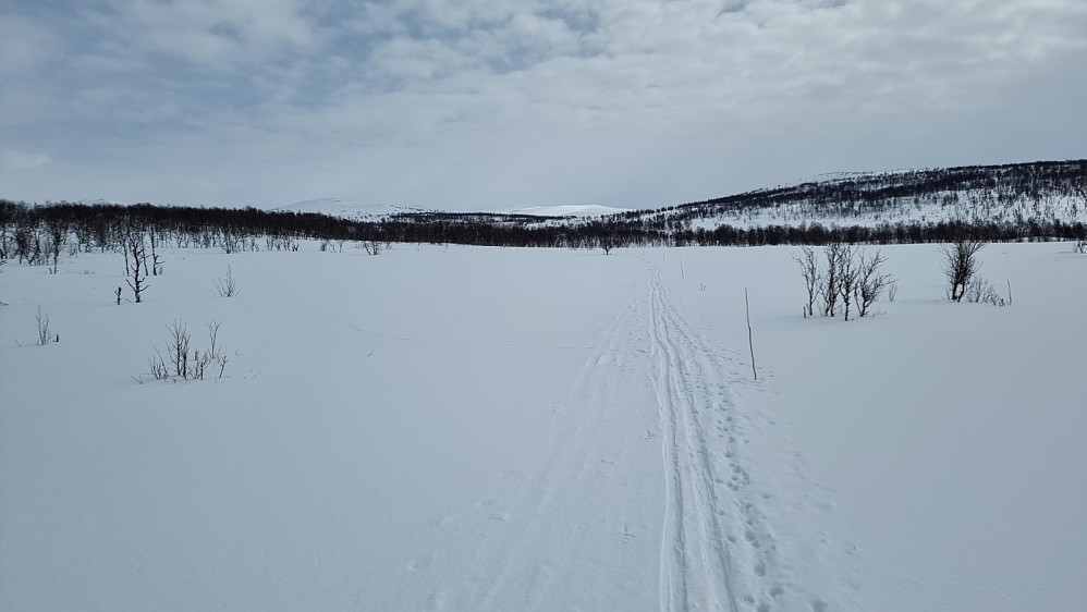 Etter å ha gått gjennom skogen fulgte jeg stikka løype til løype krysset mot Espedalen