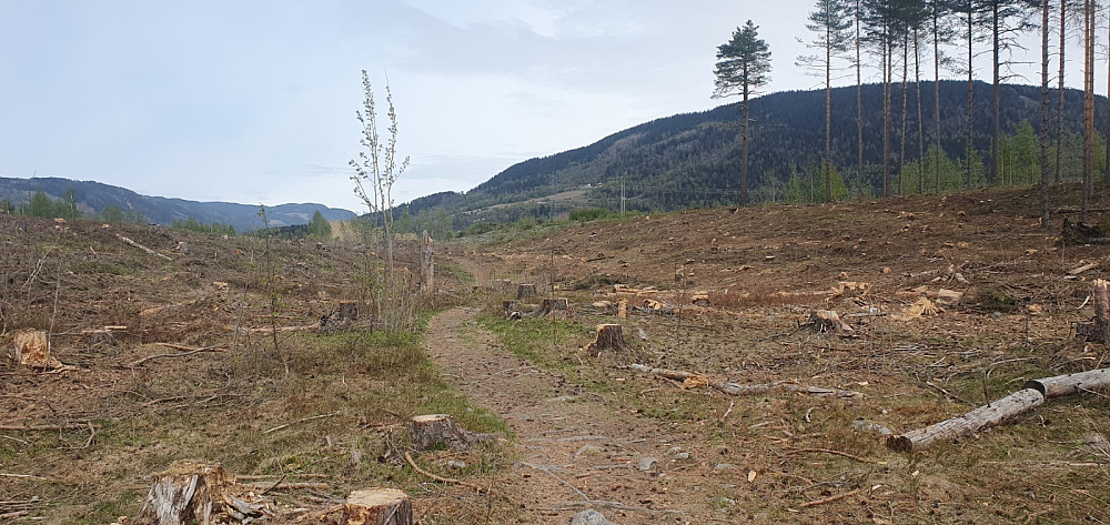 I Hovemoen har det felt skogen der den nye E-6 skal bygges. Da blir dette flotte turområdet ødelagt for alltid :-(