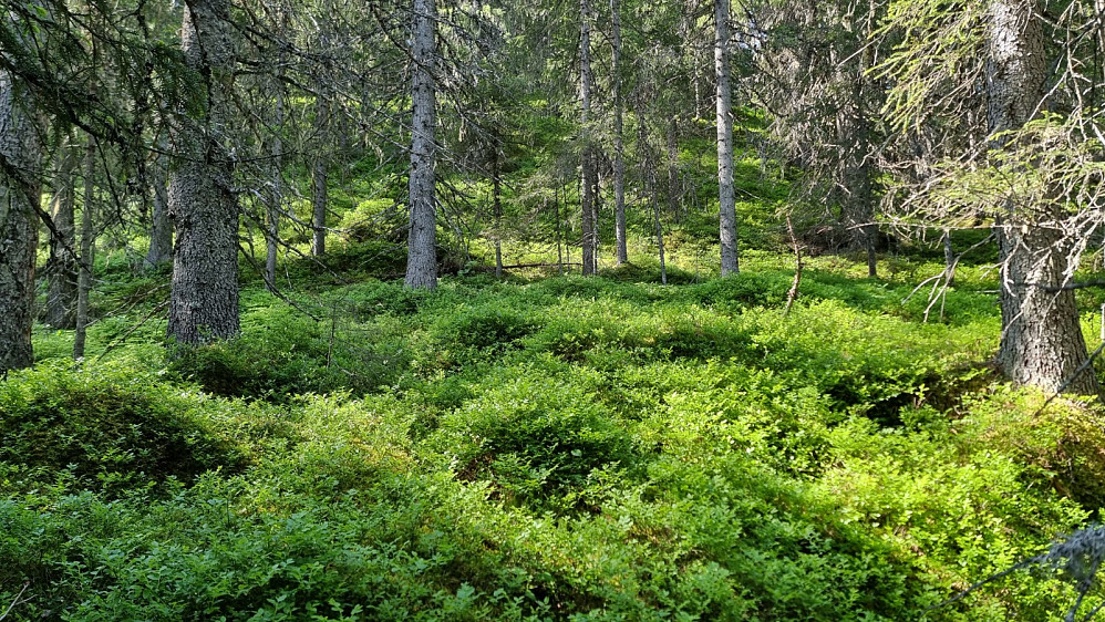 Ingen sti, så her ble det å finne sitt eget råk