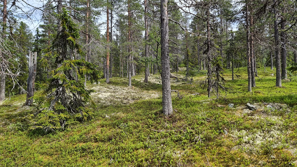 Heldigvis ble det glissen skog litt lengre inn, og det var lett å gå