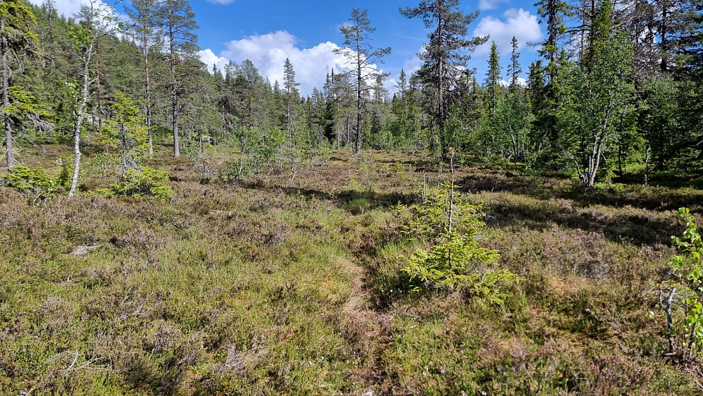 Jeg startet på sti over myra, men den forsvant lengre inn