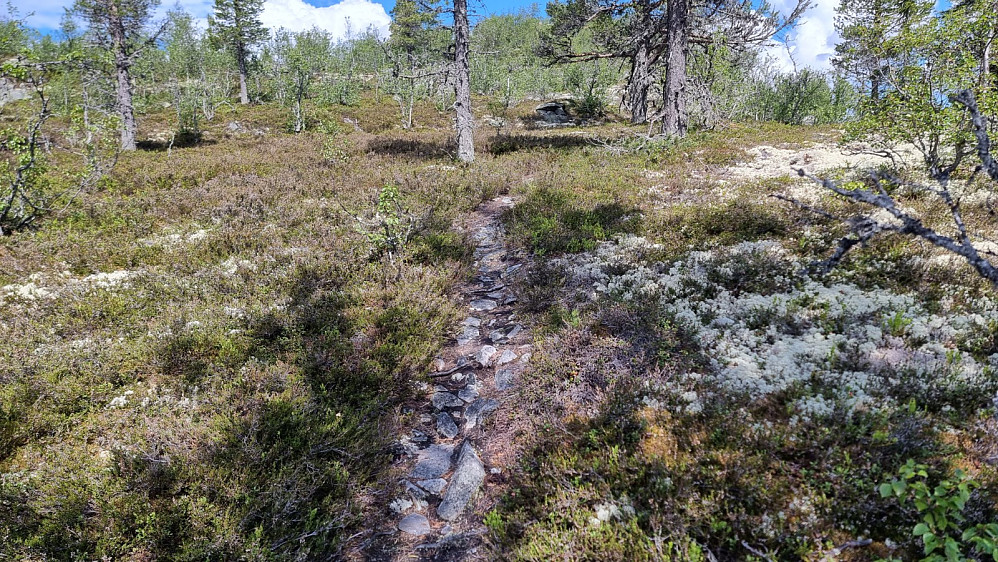 Veldig lett å gå på sti i dag, i motsetning til gårsdagens turer uten sti