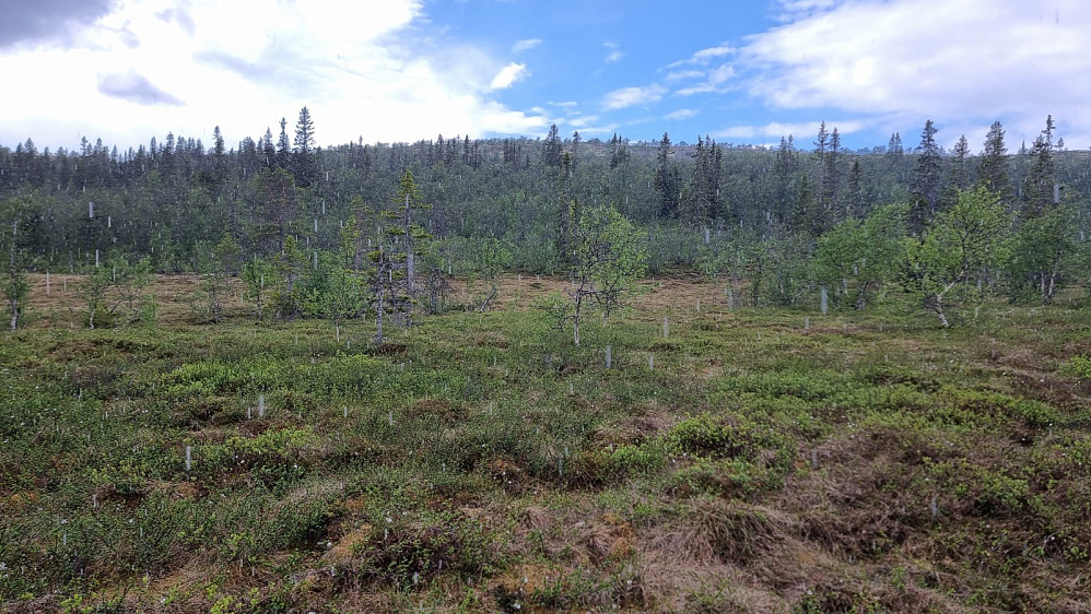 På tur over myra mot fjellet, begynte det å styrtregne. Imidlertid var det verste som kunne skje at jeg ble våt, og det hadde lite å si når det var så varmt som det var 
