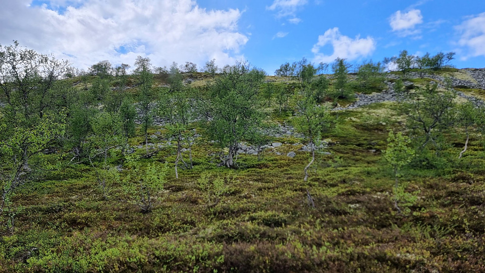 Her bar det bratt opp mot fjellet