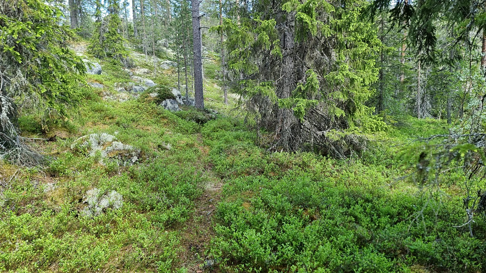 Ingen skilt eller merking, men ganske fin sti