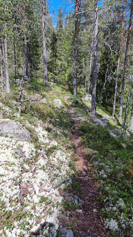 Lengre inn i skogen var det flott å gå