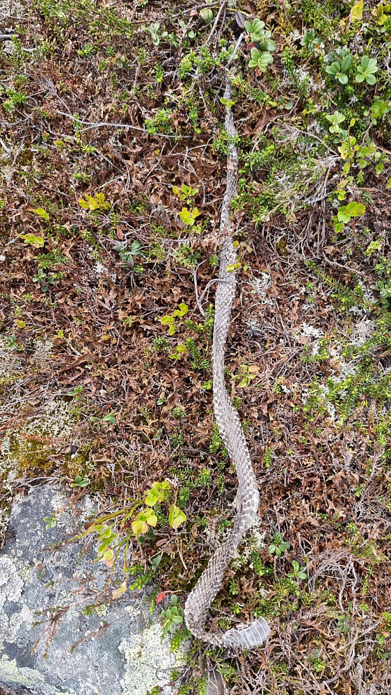 Her var det noen som var gått ut av sitt gode skinn