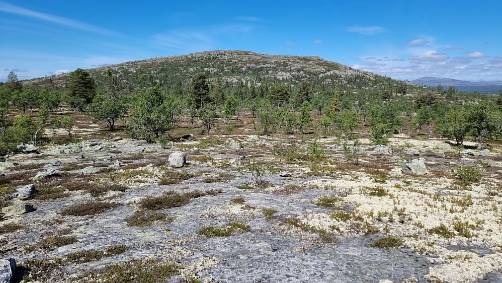 Nede i dalen fikk jeg snart tatt fatt på ny motbakke opp Steinfjellet Nord toppen