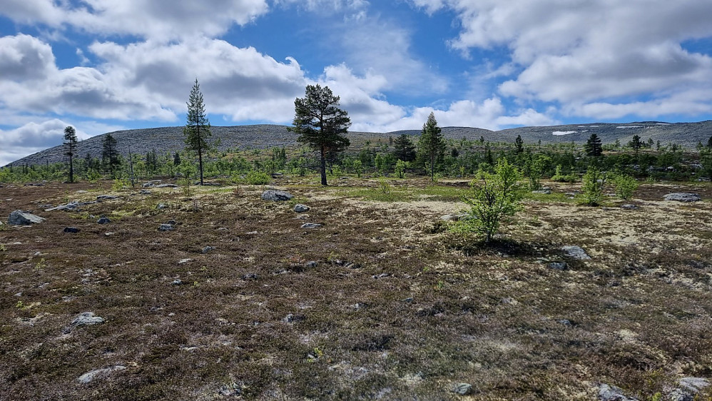Fra sætra kunne jeg gå fin sti opp til ryggen av Steinfjellet, før jeg tok av inn her, mot toppen
